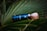 A bottle labeled 'Sleep' is positioned diagonally, placed gently on a large, lush green leaf. The bottle is dark with a blue label and a white cap. The background consists of overlapping palm leaves, creating a natural and tropical setting.