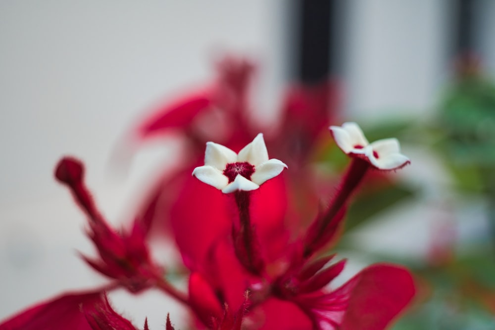 a close up of a red and white flower