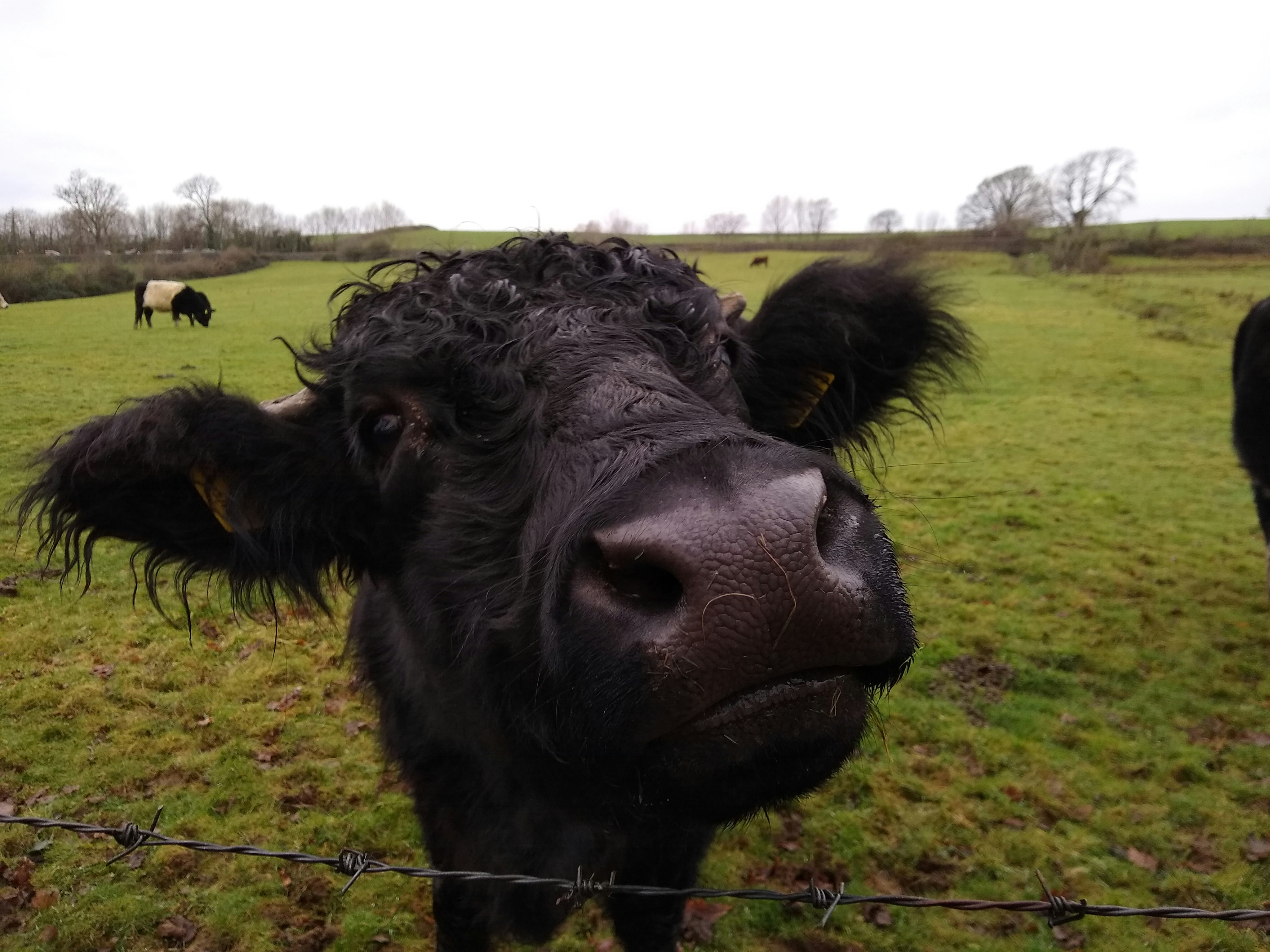 Bloxworth Snout