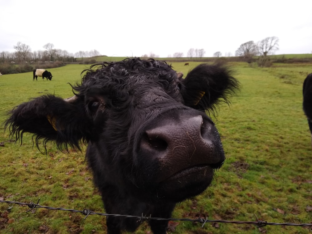 a close up of a black cow in a field