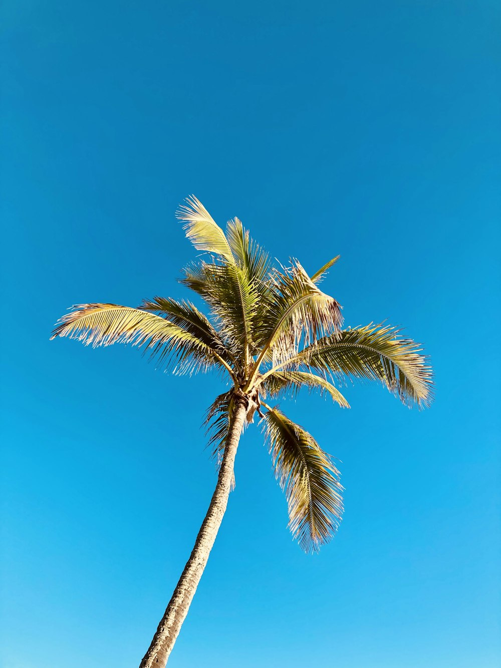 a palm tree with a blue sky in the background