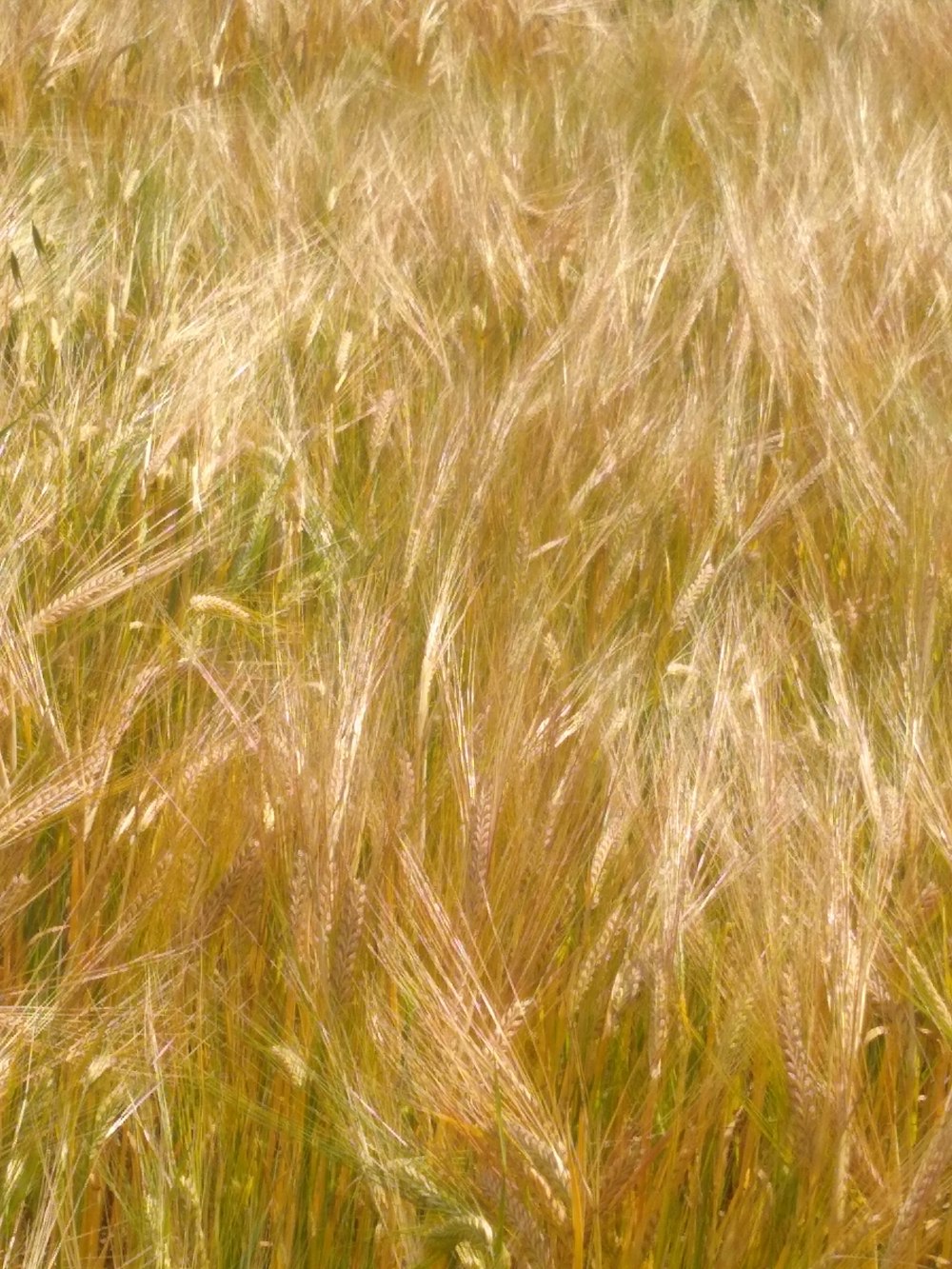 a close up of a field of tall grass