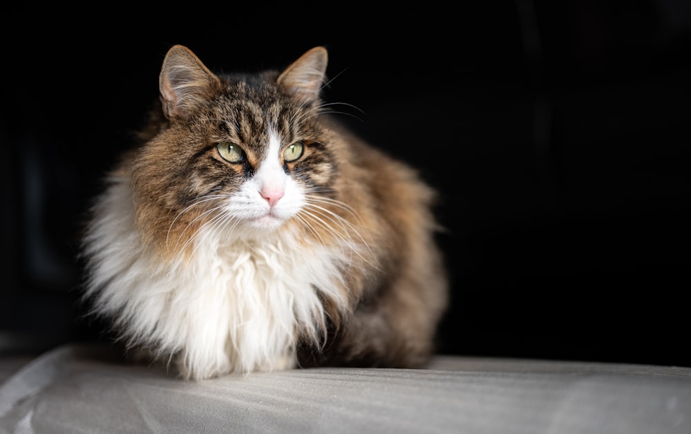 a long haired cat sitting on top of a bed