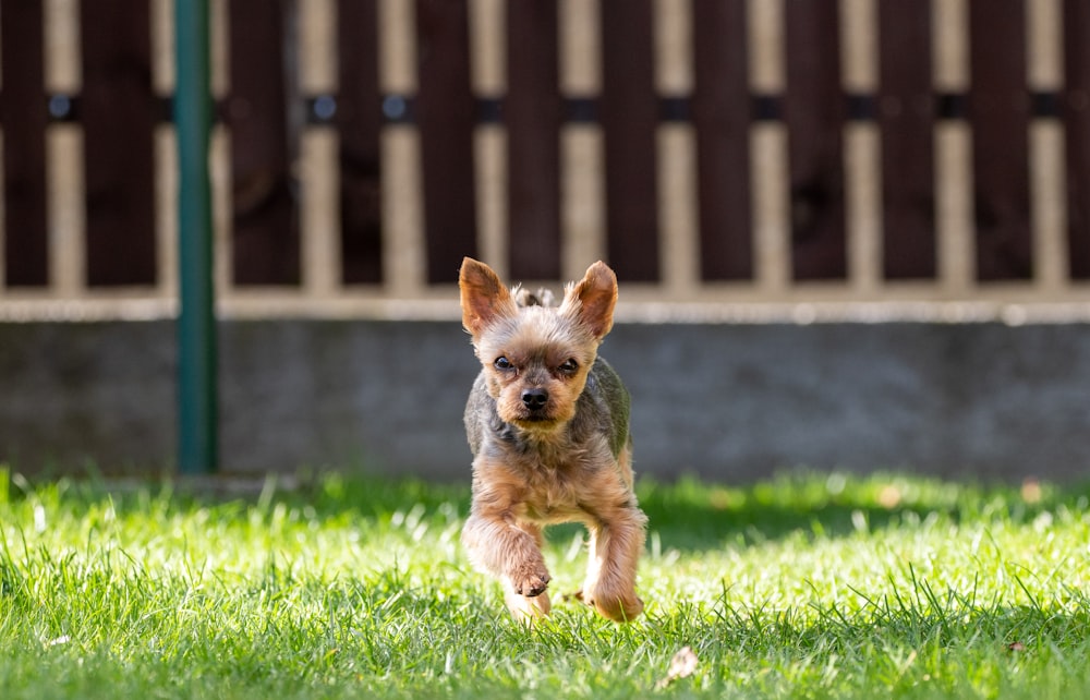 a small dog running across a lush green field