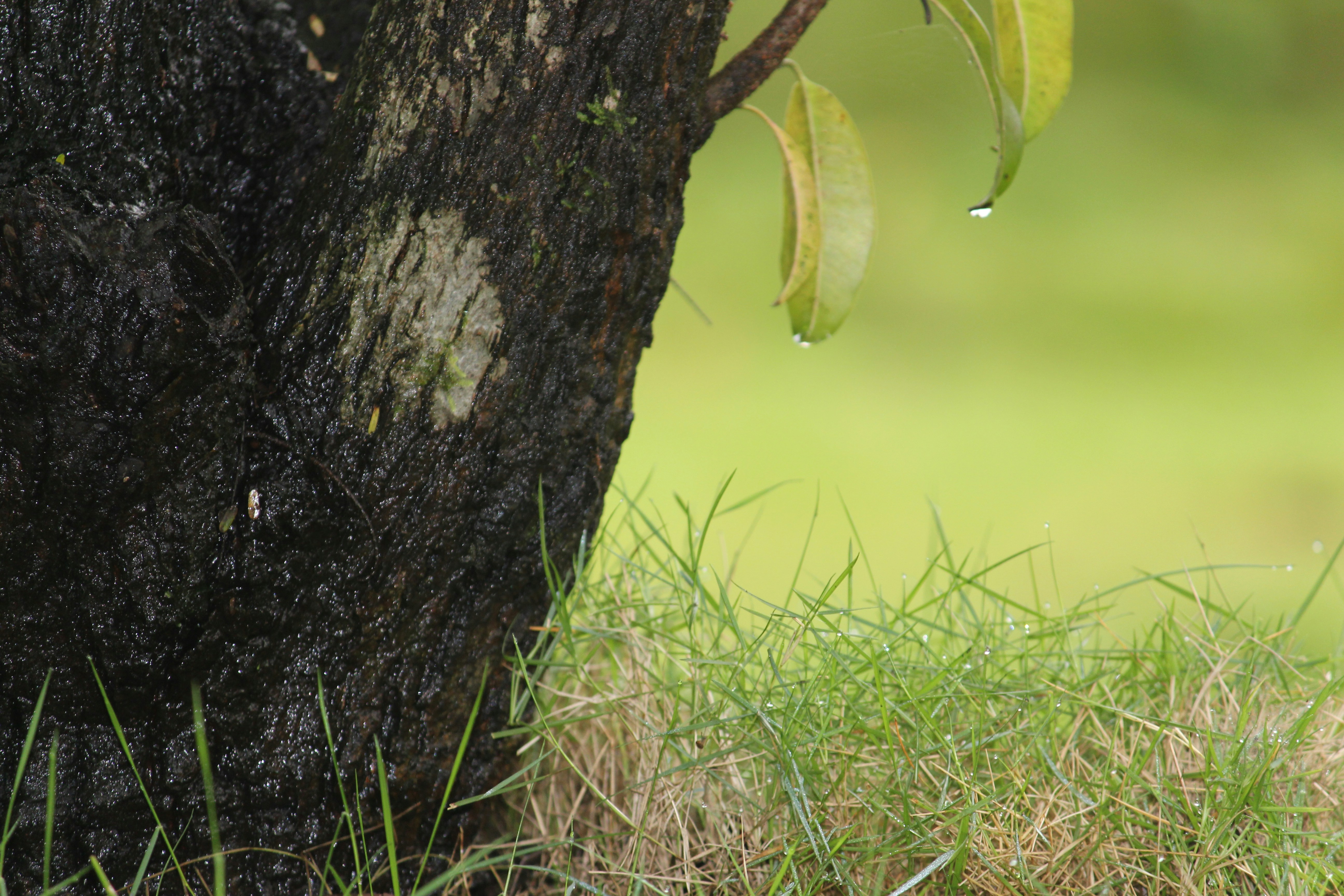 a small bird perched on top of a tree