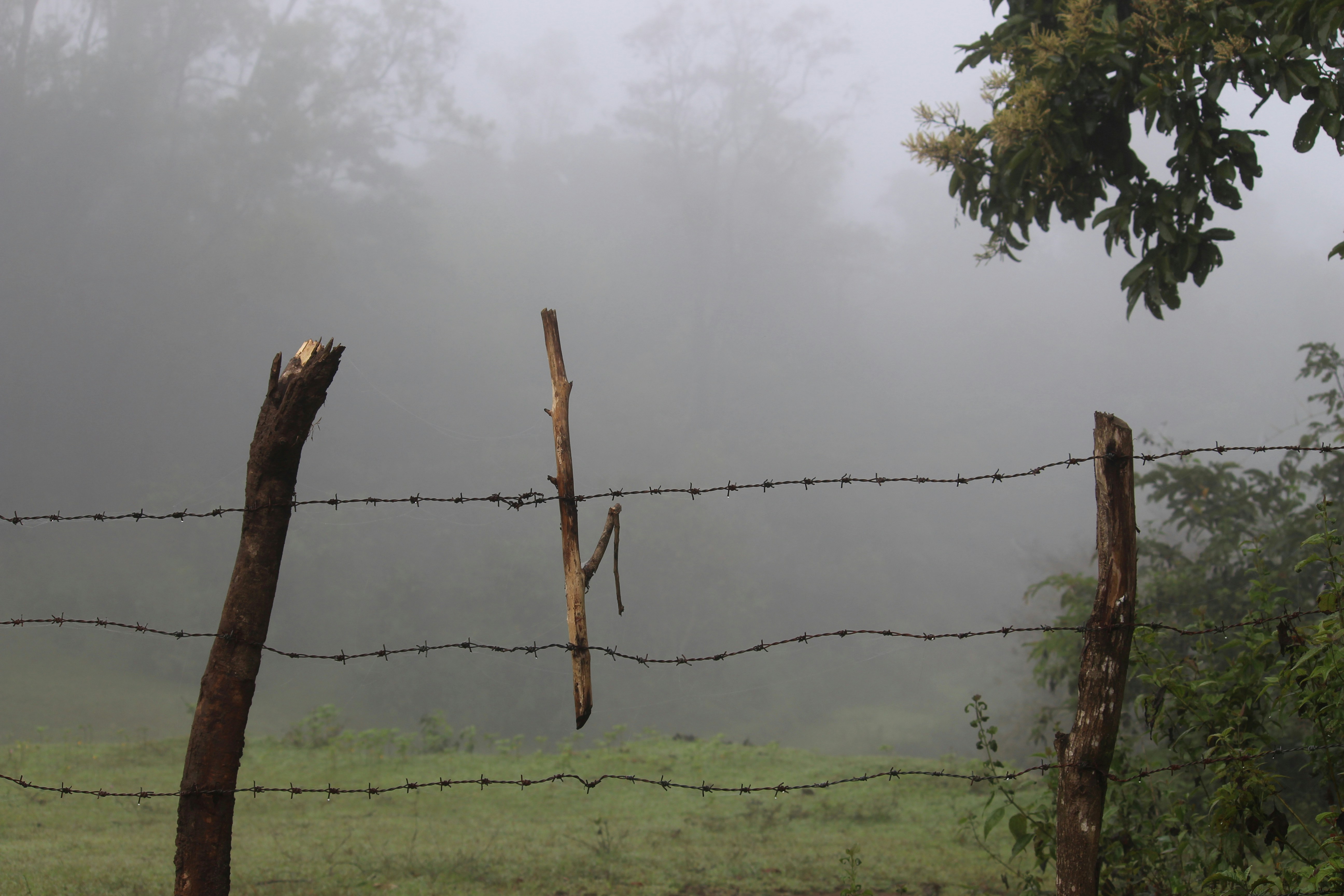 a barbed wire fence in front of a grassy field