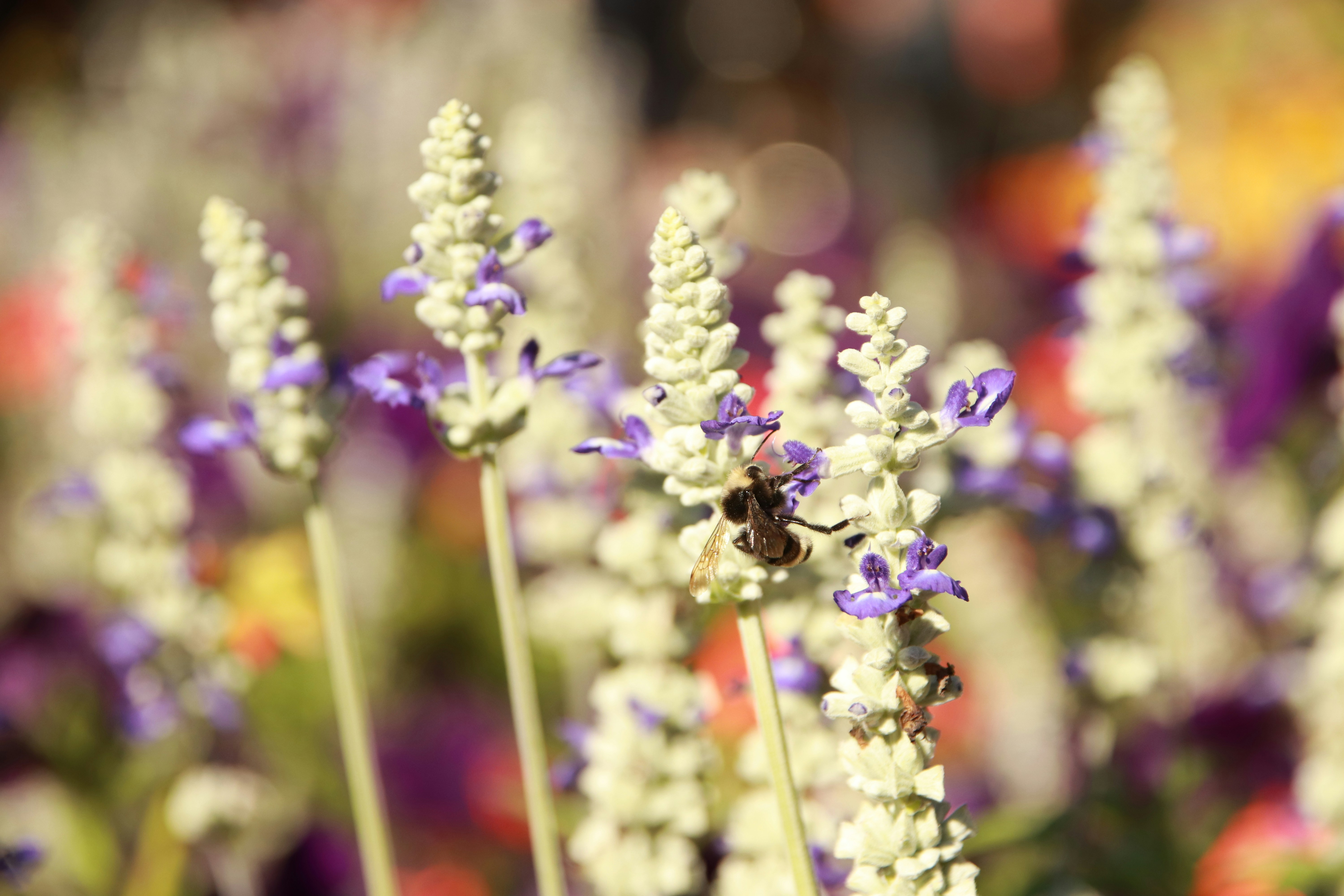 a bee sitting on a flower in a garden