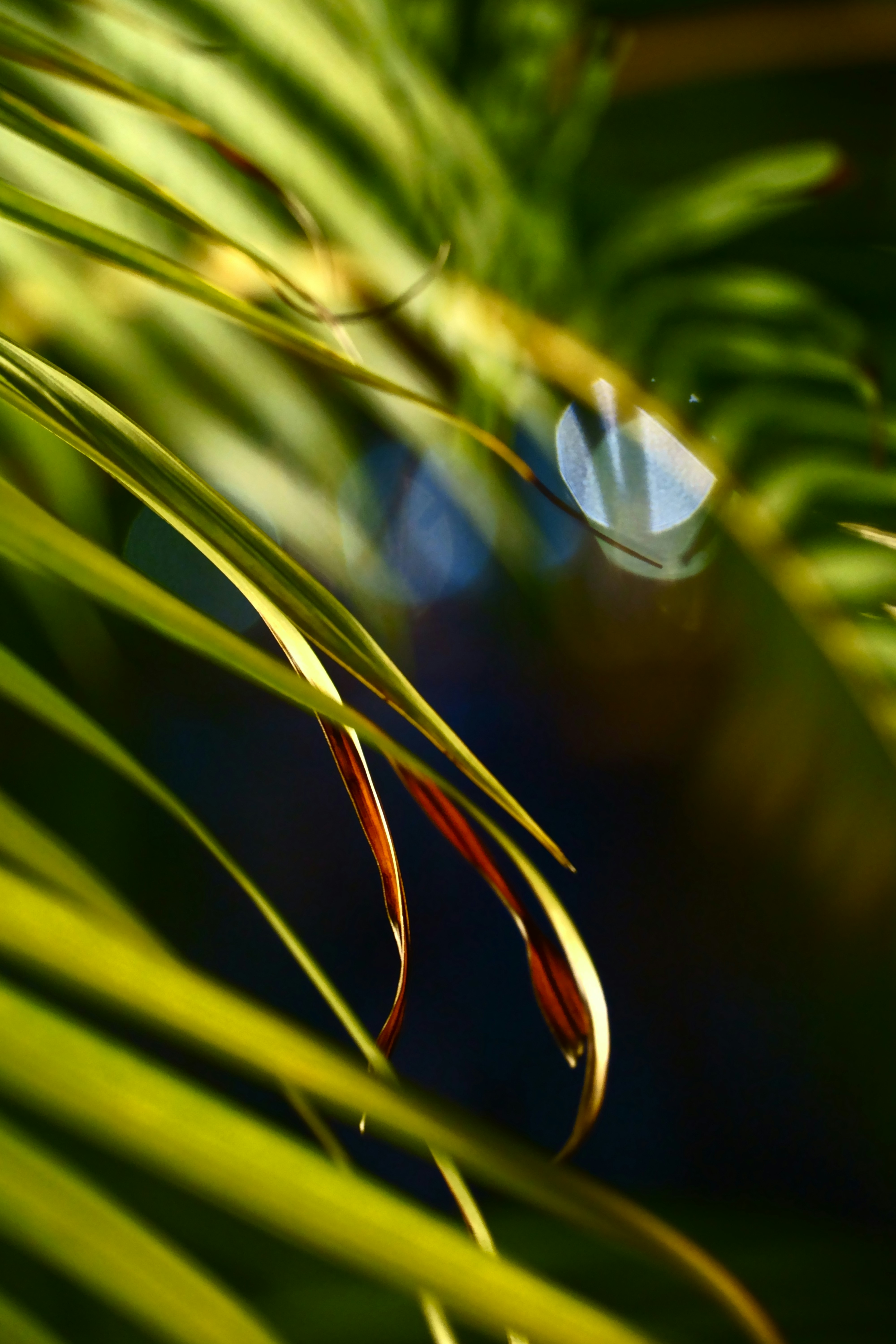 a close up of a leaf with a blurry background