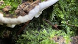 A close-up view of a natural forest floor scene features vibrant green moss and foliage. A mushroom with a white rough edge is nestled among twigs and earthy debris.
