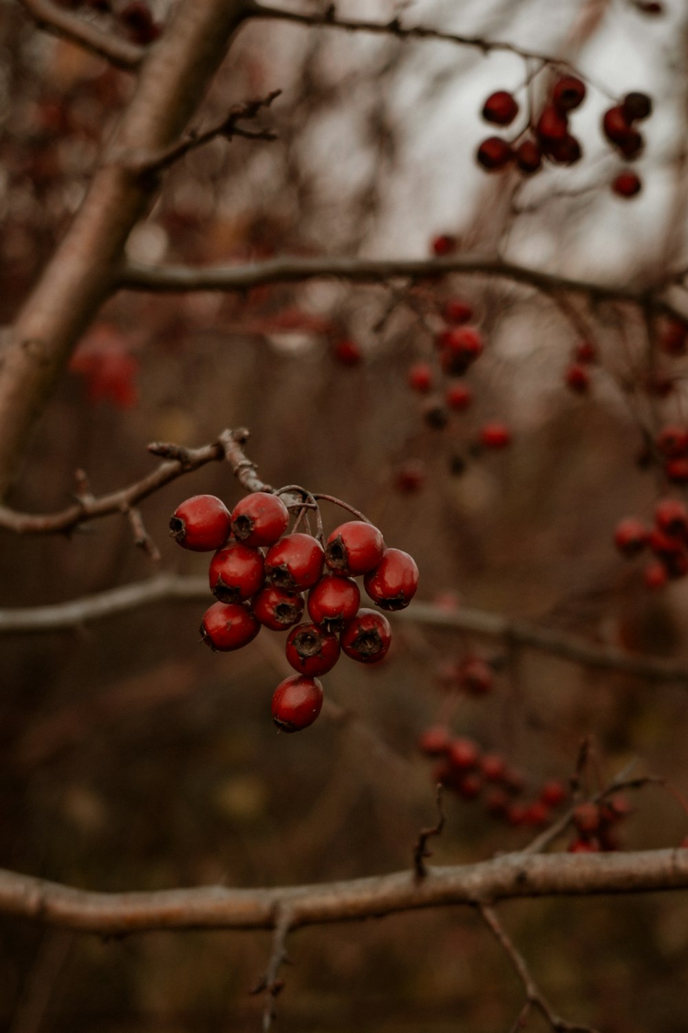 a bunch of berries hanging from a tree