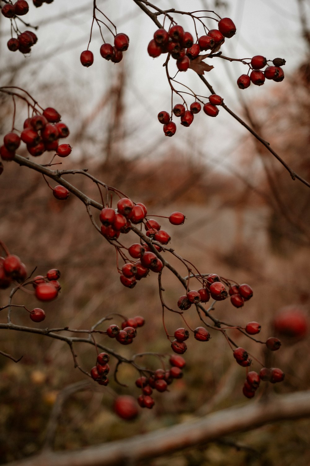 a branch with red berries hanging from it