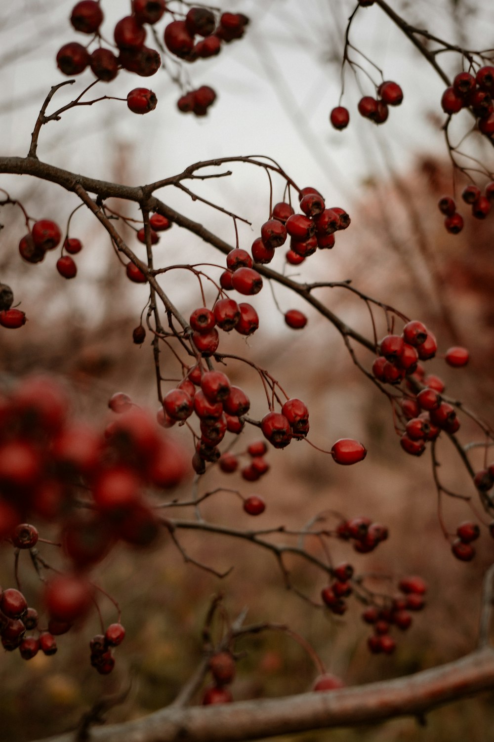 une branche avec des baies rouges suspendues à elle