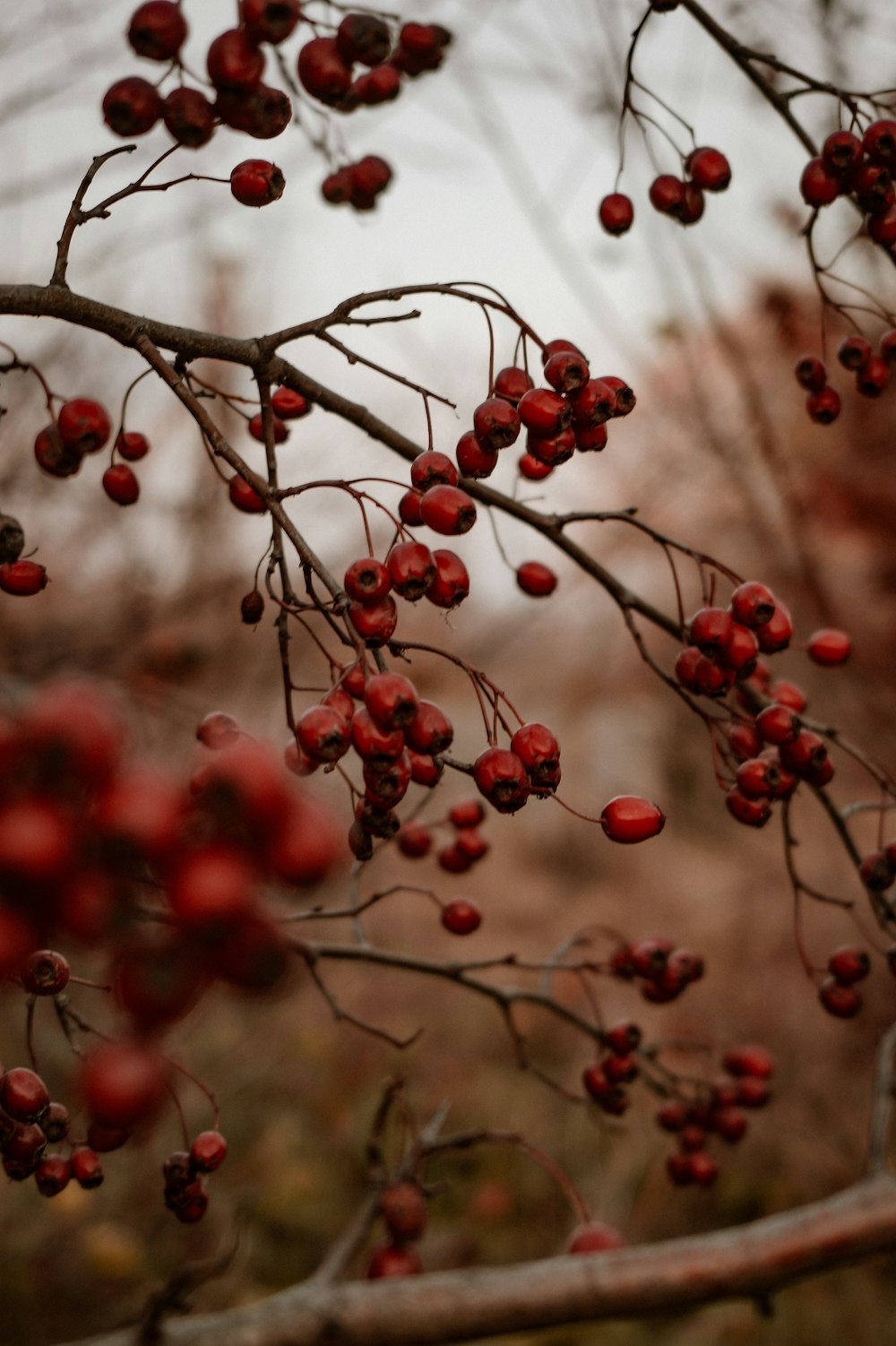 a branch with red berries hanging from it