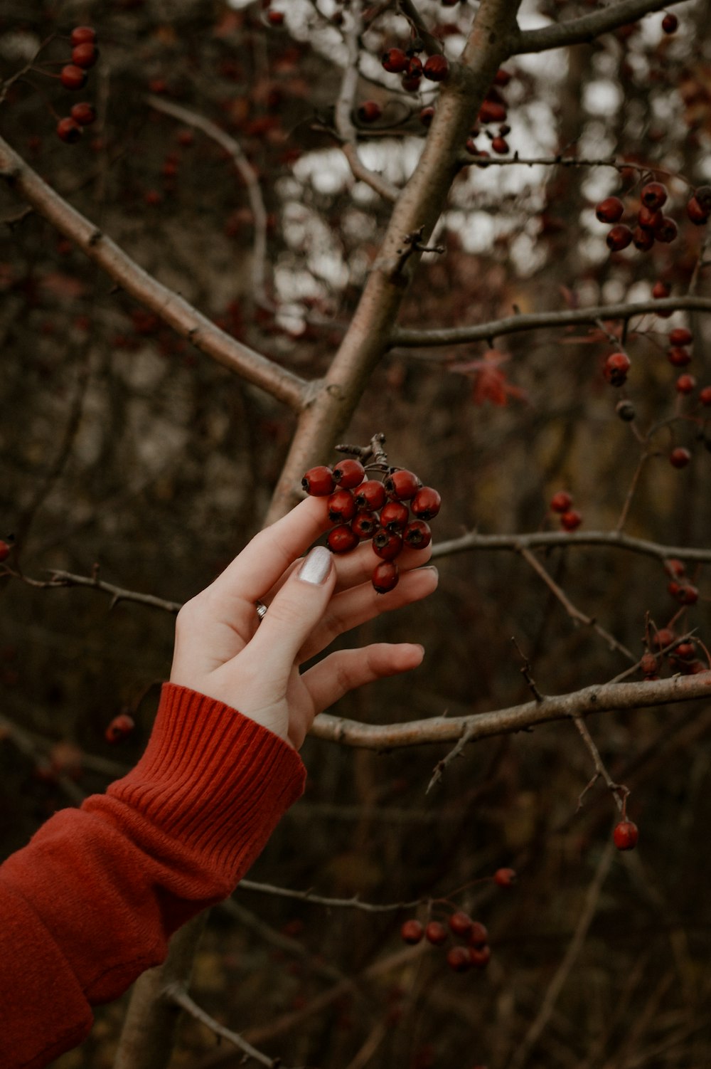 a person reaching for berries on a tree