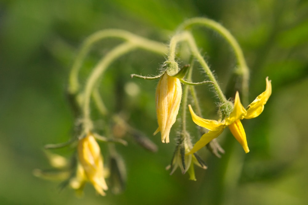 a close up of a plant with yellow flowers