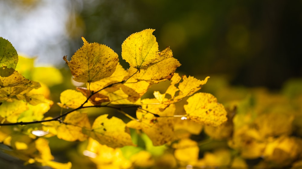 a close up of a tree with yellow leaves