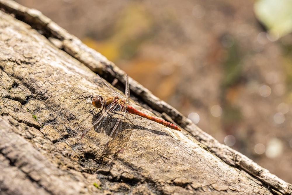 a small insect sitting on a tree branch