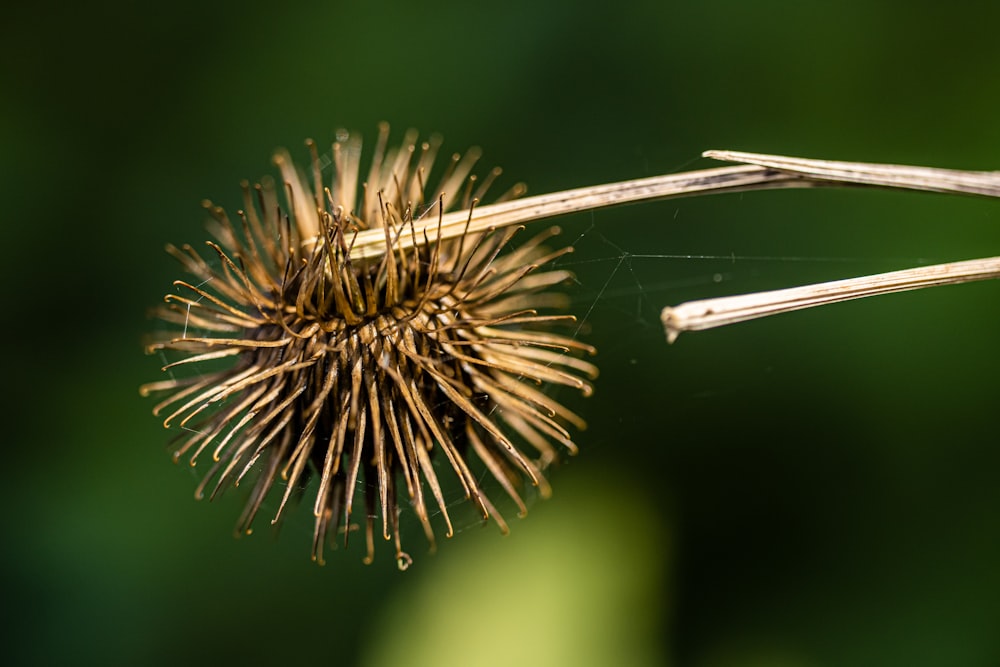 a close up of a dandelion on a plant