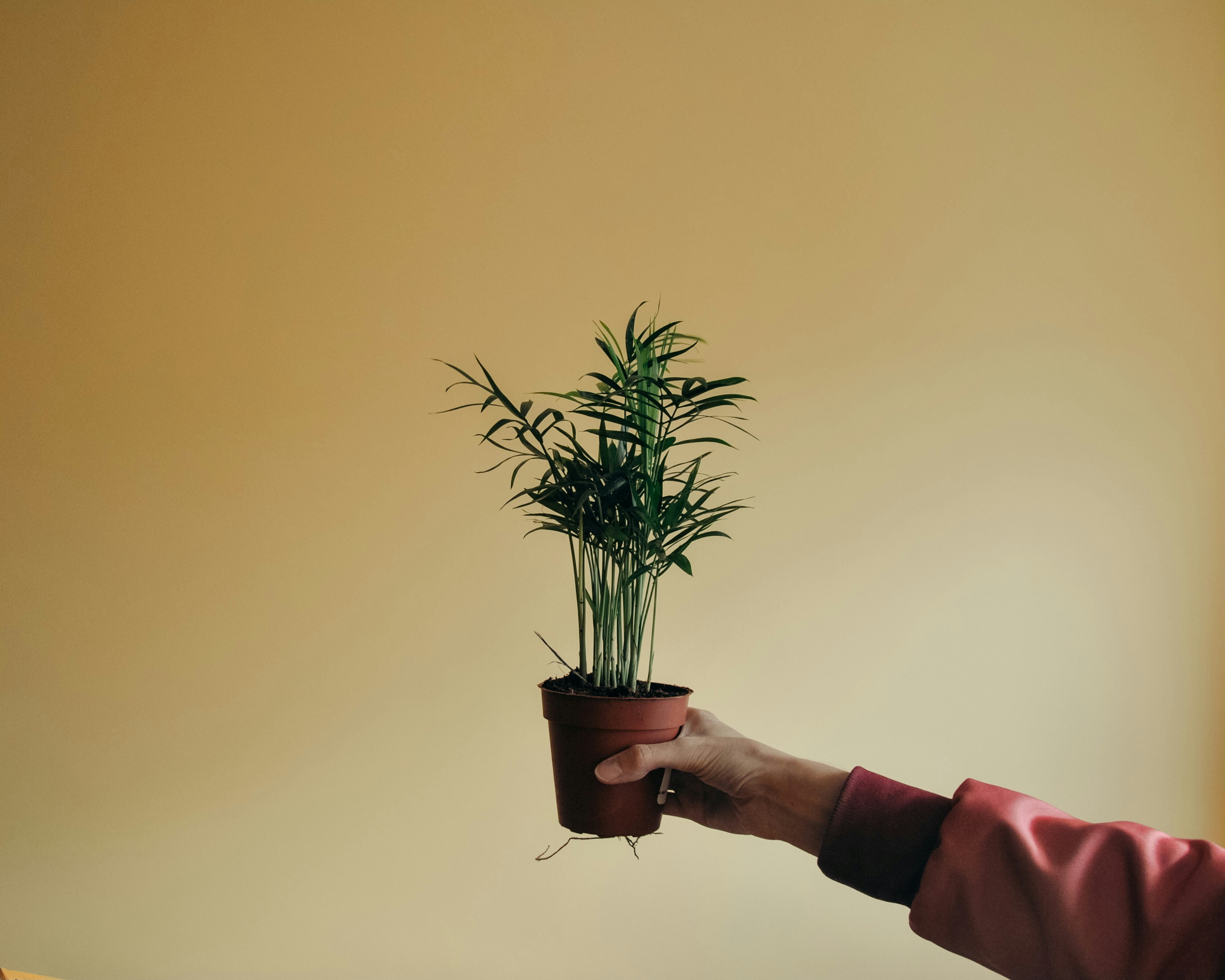 una persona sosteniendo una planta en maceta en la mano