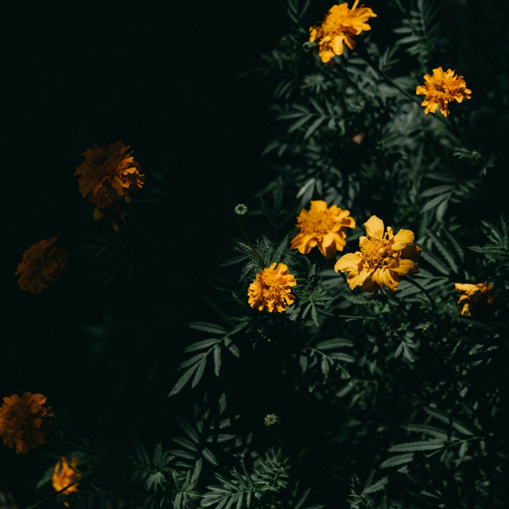 a bunch of yellow flowers in the dark