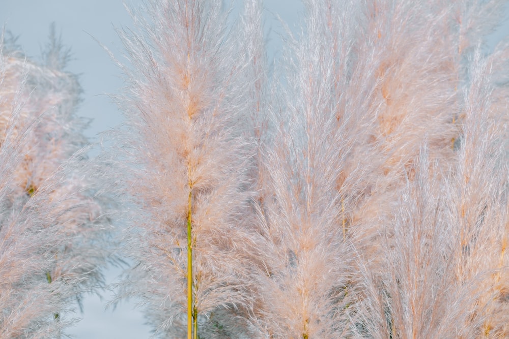 a group of tall white grass blowing in the wind