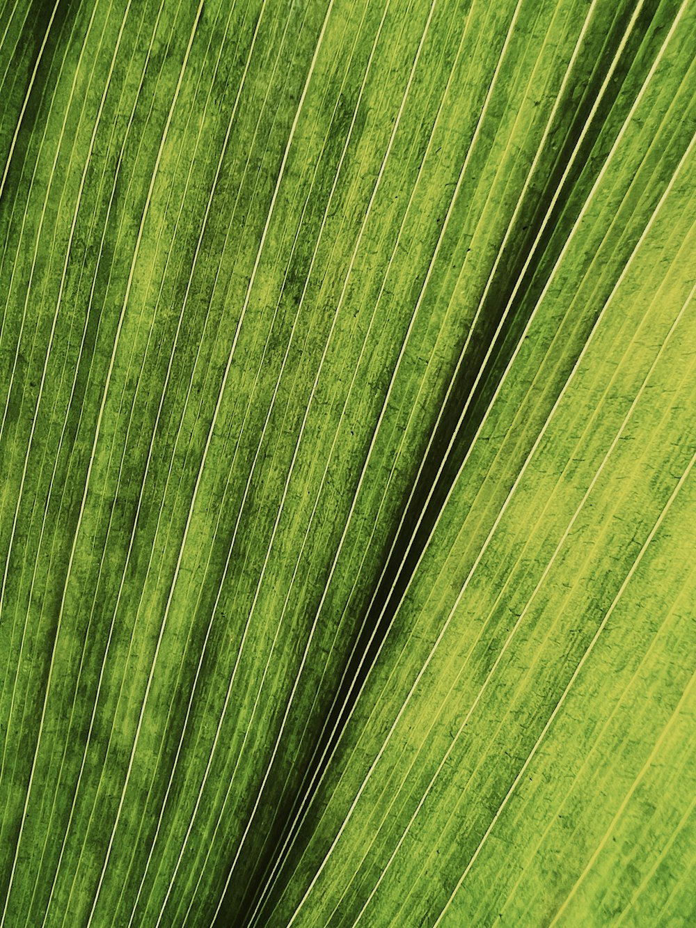 a close up of a large green leaf