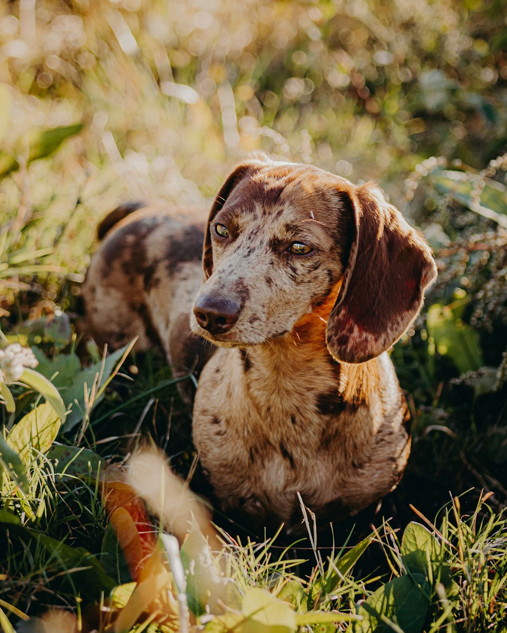 a brown and white dog sitting on top of a lush green field