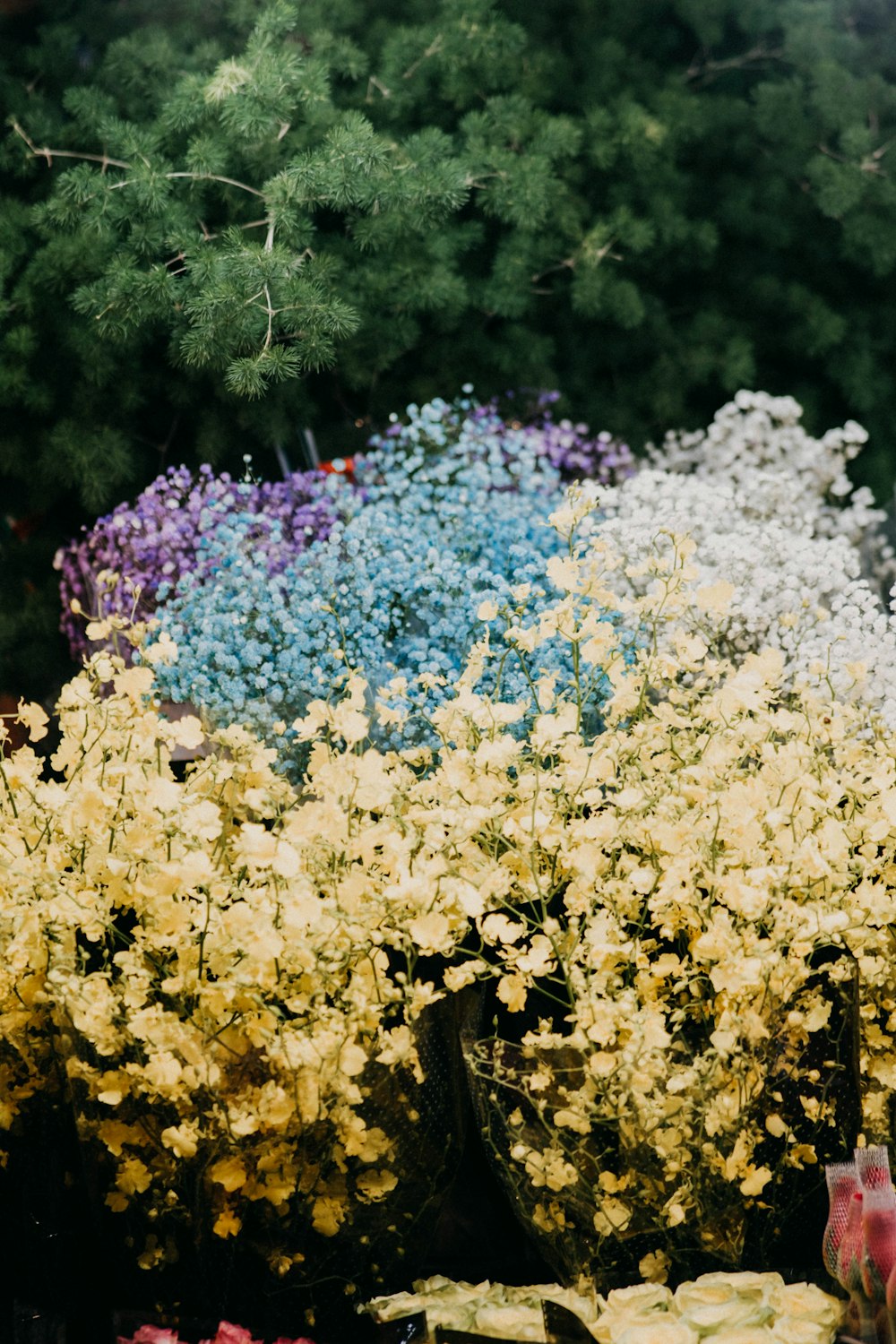 a bunch of flowers that are next to each other