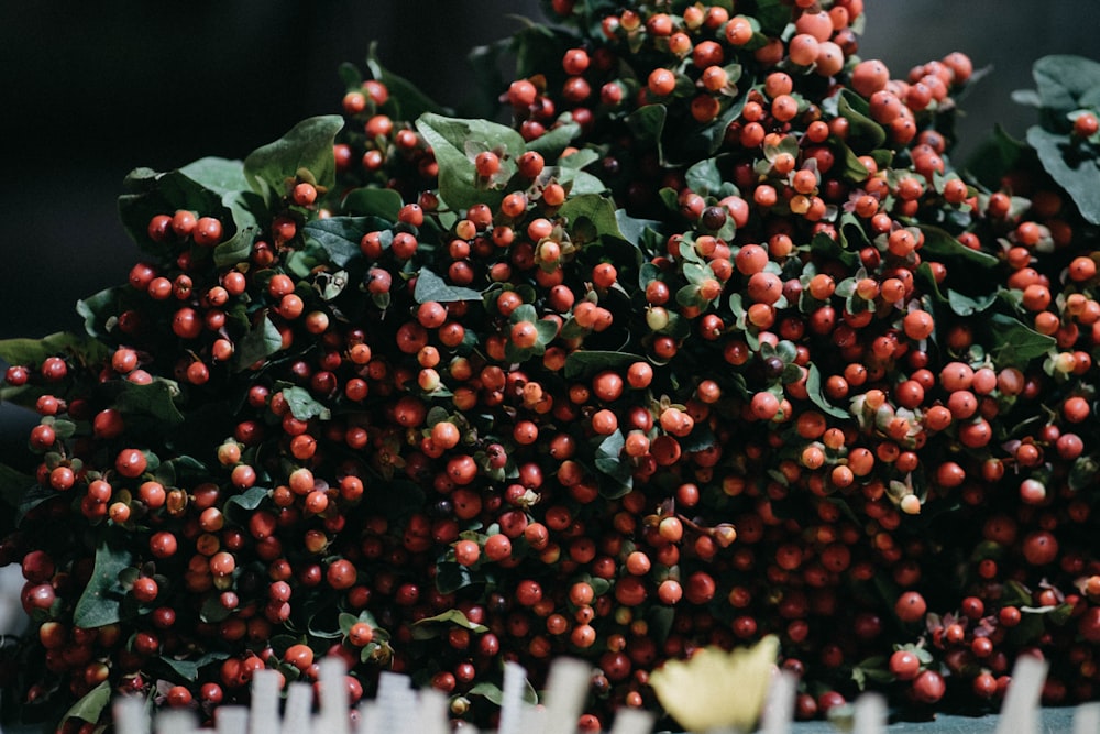 a bunch of red berries on a tree