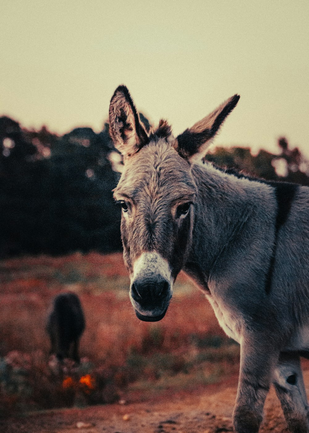 a donkey standing on top of a dirt field