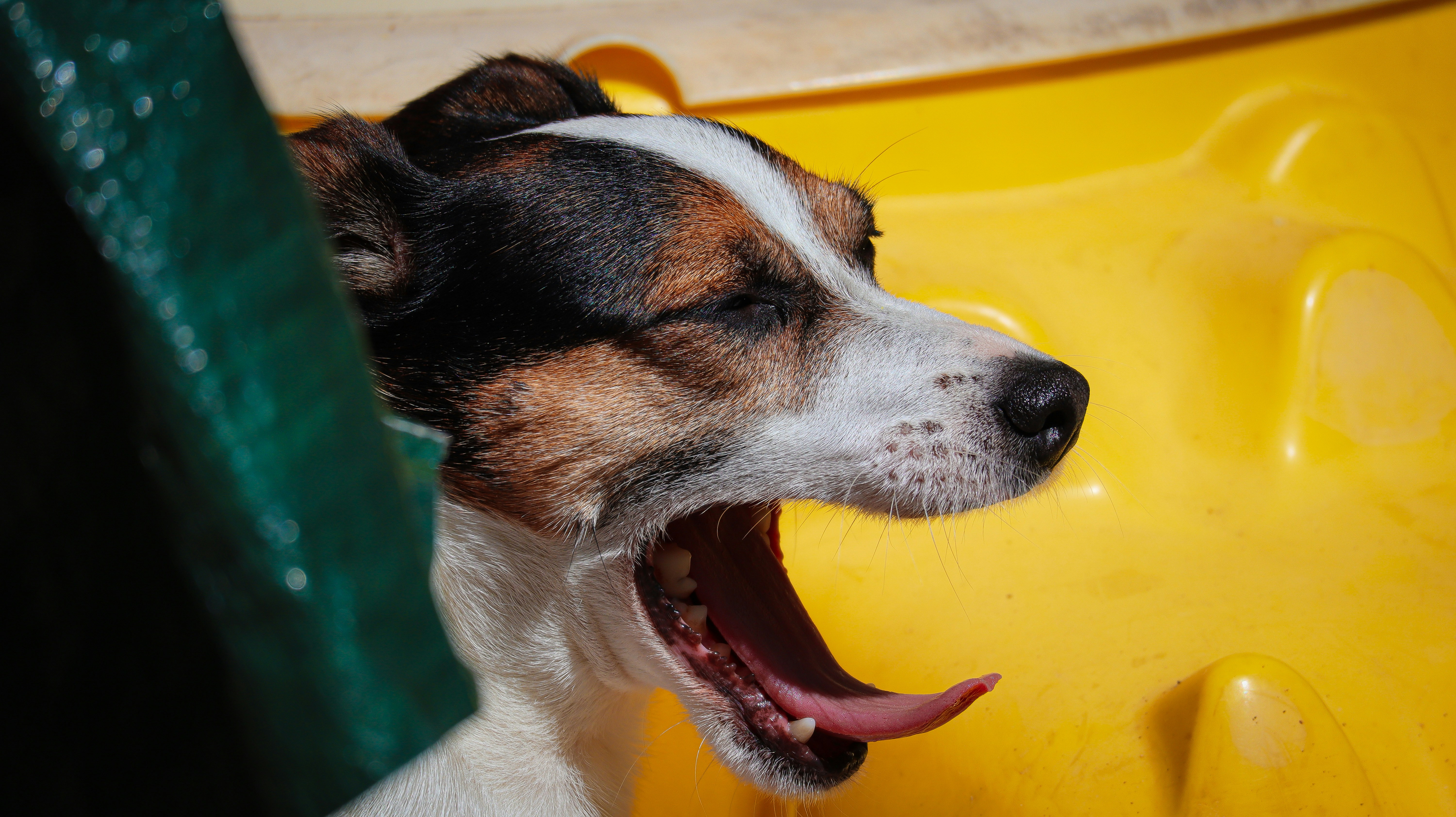 Aggressive chewing dog subscription boxes toy being destroyed showing durability challenge