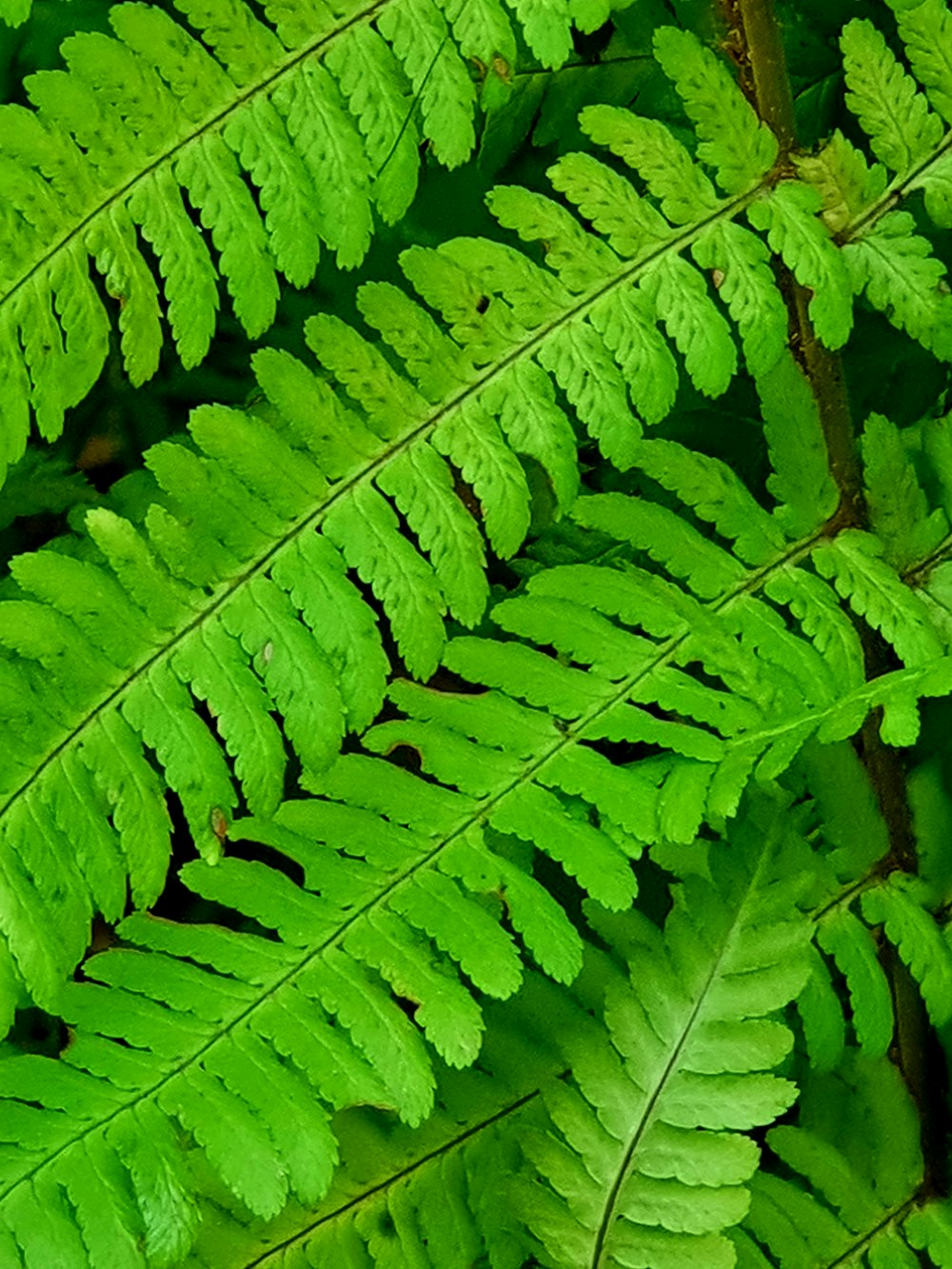 a close up of a green plant with lots of leaves