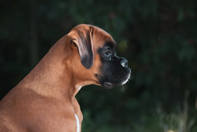 a close up of a dog with trees in the background