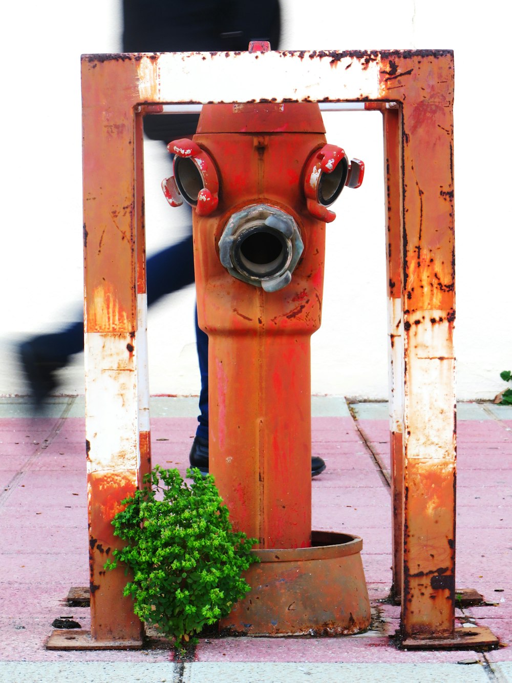 a fire hydrant with a plant growing out of it