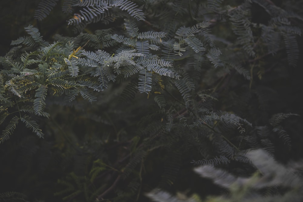 a close up of a tree with lots of leaves