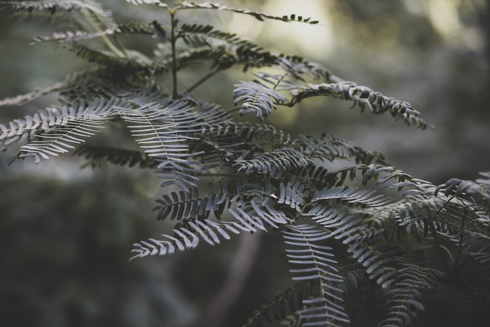 a close up of a plant with lots of leaves