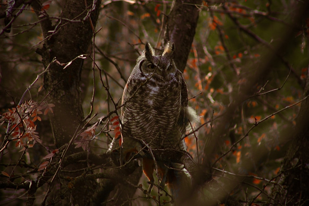 an owl sitting on a tree branch in a forest