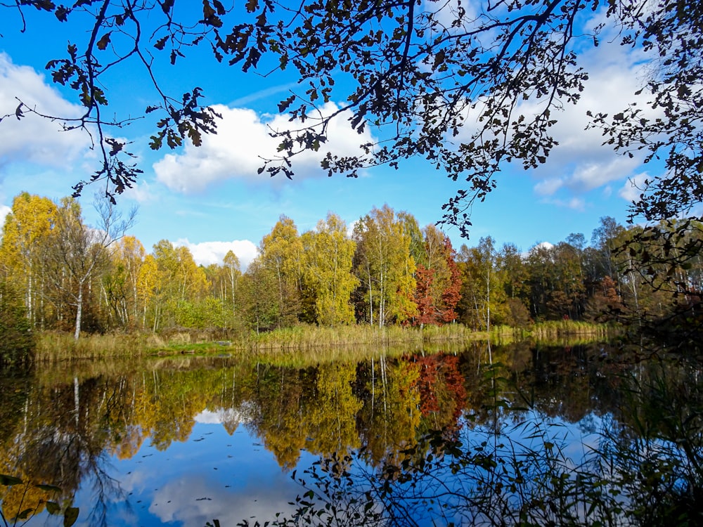 a body of water surrounded by a forest