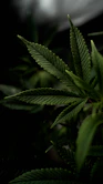 a close up of a green leaf on a plant