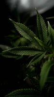 a close up of a green leaf on a plant