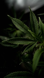 a close up of a green leaf on a plant