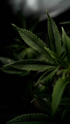 a close up of a green leaf on a plant
