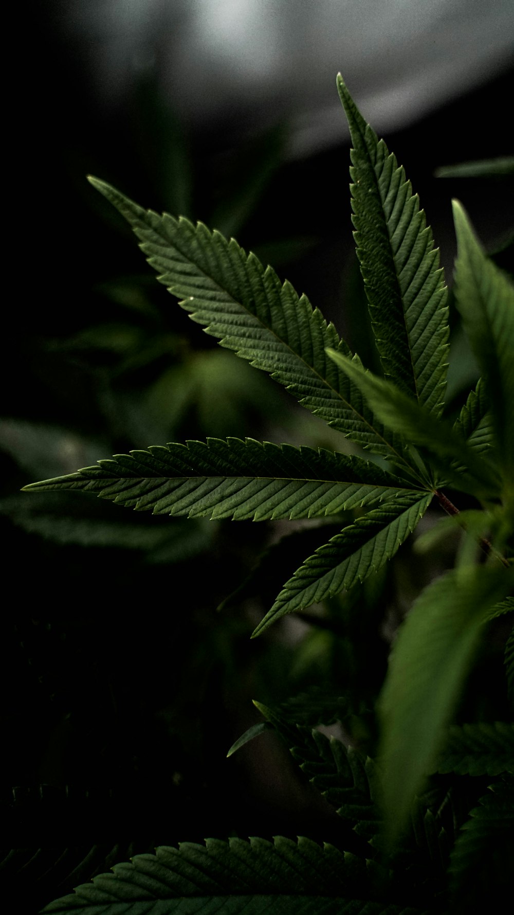 a close up of a green leaf on a plant