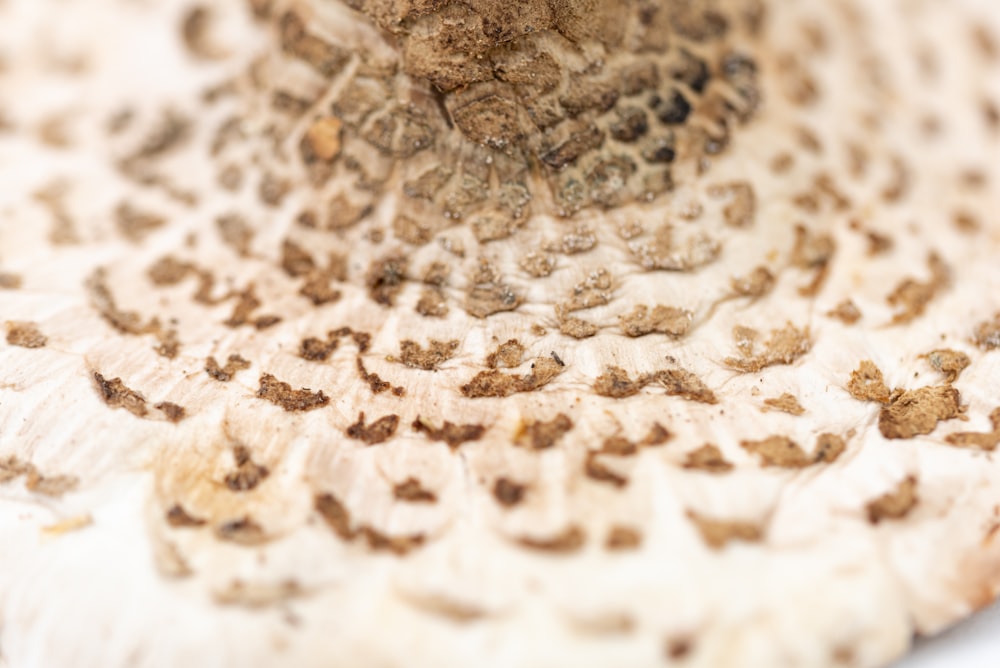 a close up of a piece of food on a plate