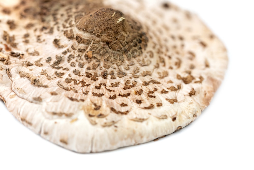 a close up of a mushroom on a white background