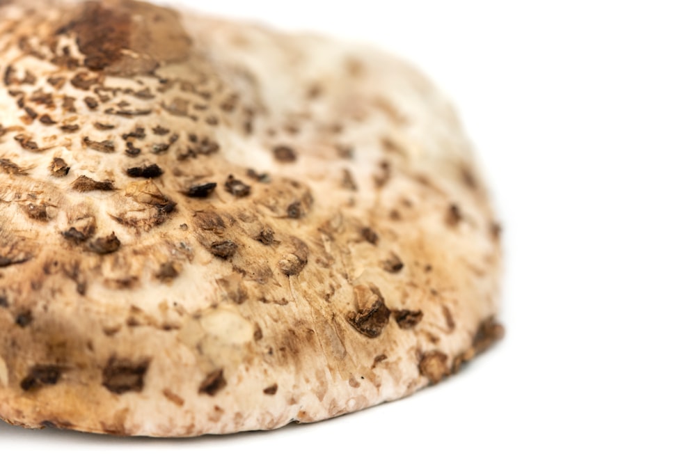 a close up of a mushroom on a white background