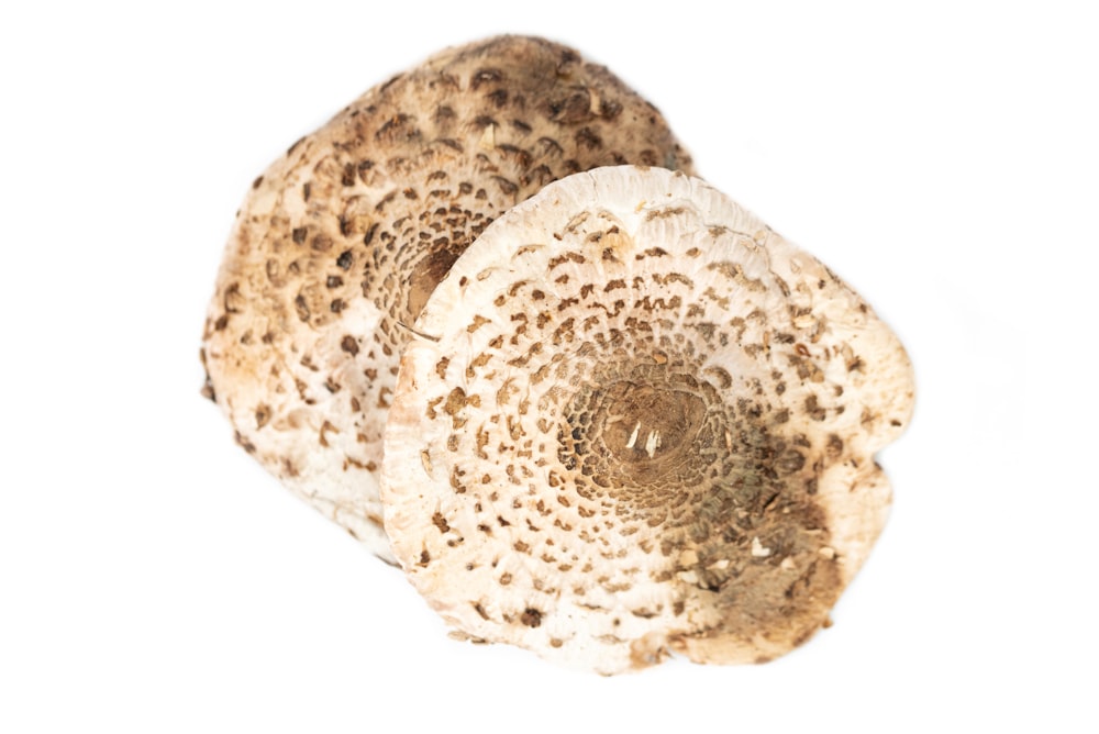 a close up of two mushrooms on a white background