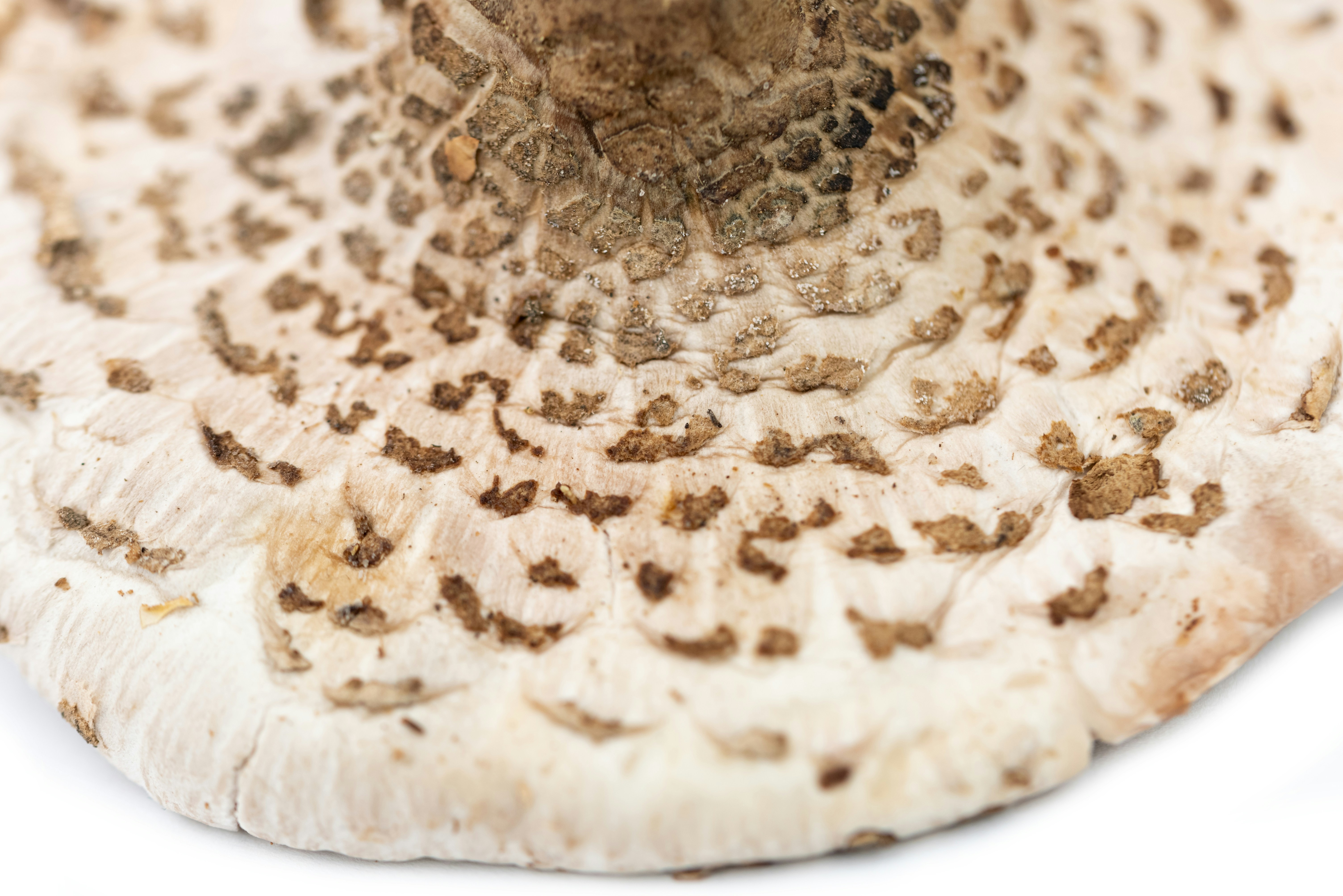 a close up of a mushroom on a white surface