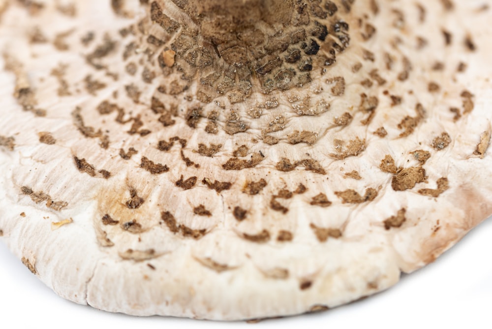 a close up of a mushroom on a white surface