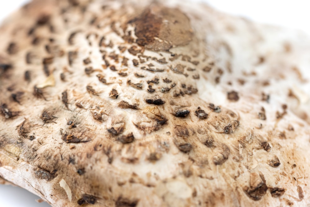 a close up of a piece of food on a white surface